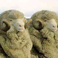 Merino wol kleding en de voordelen