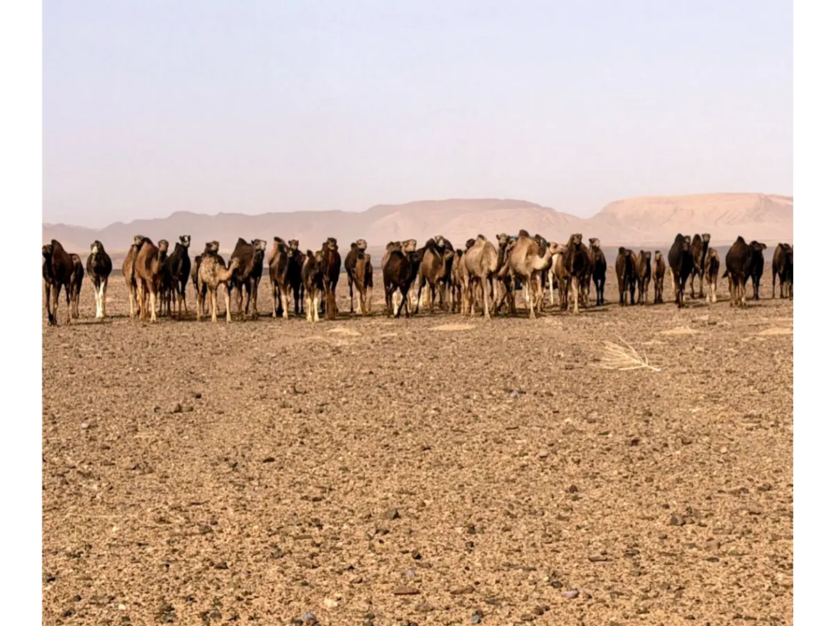 Kudde kamelen in Sahara tijdens Marathon des Sables